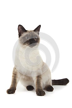 Siamese cat