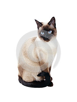 Siamese cat isolated on white