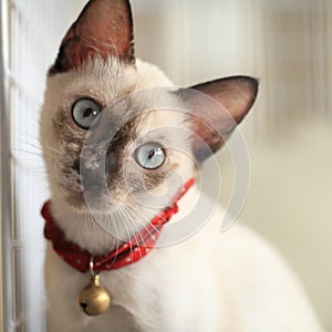 Siamese cat kitten looking.(Seal brown,Siamese Cat)