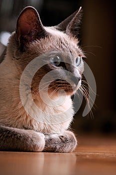 Siamese Cat Laying Closeup on Wooden Floor