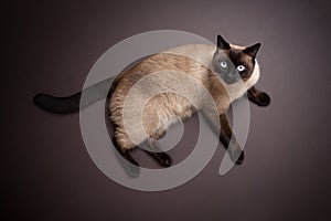 siamese cat laying on the floor portrait