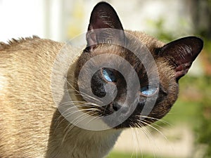 A Siamese cat looking the camera in sunlight