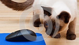 Siamese Cat Looking At Computer Mouse