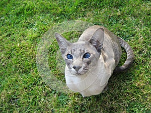 Siamese cat looking up