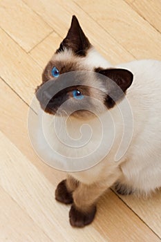 Siamese Cat Looking Up Blue Eyes