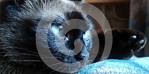 Siamese cat looks out the window. Closeup picture