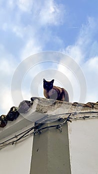 Siamese cat lounging on the roof, against a blue sky.