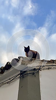 Siamese cat lounging on the roof, against a blue sky.