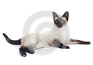 Siamese cat lying down photo