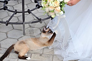 Siamese cat lying reaching for the bride`s bouquet