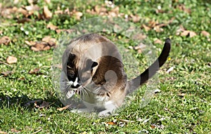 siamese cat with mouse