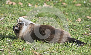 siamese cat with mouse