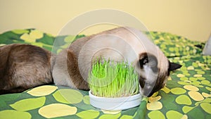 Siamese cat nibbling grass