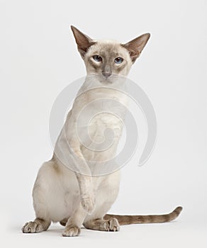 Siamese cat, portrait photo