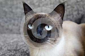 Siamese cat