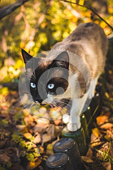 Siamese cat portrait on autumn background