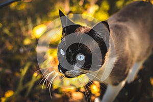 Siamese cat portrait on autumn background