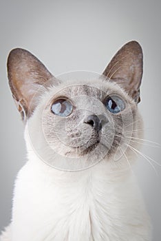 Siamese Cat Portrait on Gray