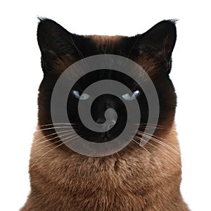 Siamese cat portrait with narrowed eyes and menacing look photo