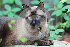 Siamese cat portrait outdoors