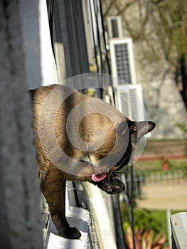 A Siamese cat preening outdoor