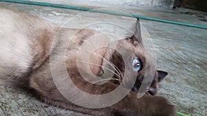 Siamese cat pretends to close its eyes and open one eye.