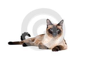 Siamese cat