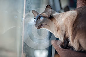 Siamese cat with reflection