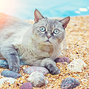 Siamese cat relaxing on the beach