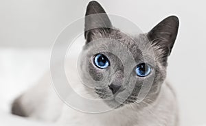 Siamese cat relaxing blue eyes photo