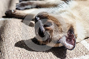 Siamese cat in rest