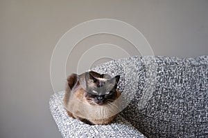 Siamese cat resting on couch armrest in living room photo