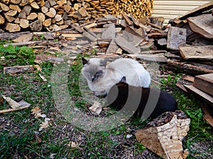Siamese cat resting near the stacked wood