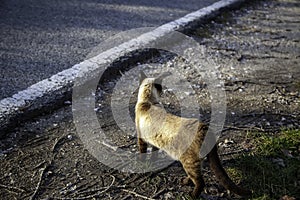 Siamese cat on road