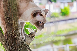 Siamese cat or seal brown cat with grey eyes