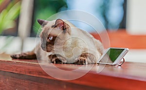 Siamese cat or seal brown cat with grey eyes, lying beside smart