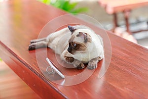 Siamese cat or seal brown cat with grey eyes, lying beside smart phone