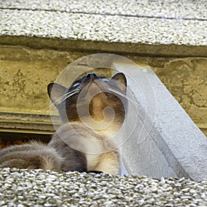 A Siamese cat seen from below