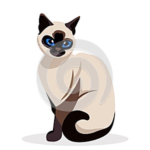 Siamese cat. siam Cute Kitty sitting isolated on white. kawaii vector illustration