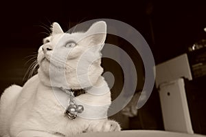 Siamese cat sit on the bed and looking out window, white cat with blue eyes looking at birds