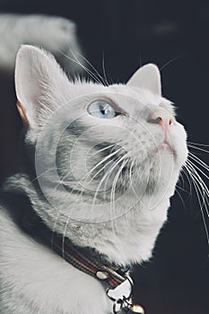 Siamese cat sit on the bed and looking out window, white cat with blue eyes looking at birds