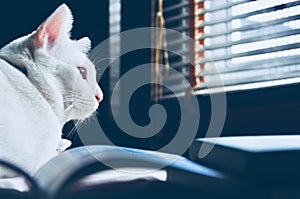 Siamese cat sit on the bed and looking out window, white cat with blue eyes looking at birds