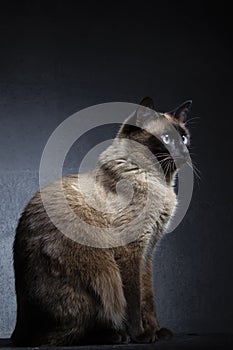 Siamese cat sits on a gray-black background