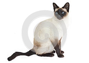 Siamese cat sitting photo