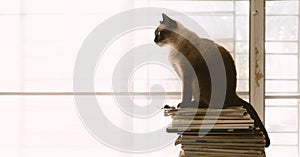 Siamese cat sitting on a pile of books