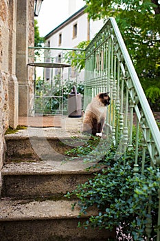 Siamese cat sitting on top of old stairs. Montpeyroux, France