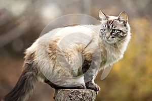 Siamese cat sitting on a tree stump