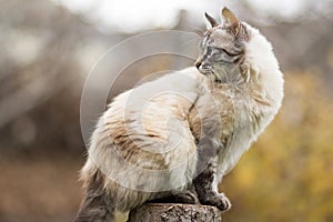 Siamese cat sitting on a tree stump