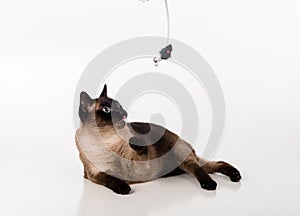 Siamese Cat Sitting on the white desk and looking up. Mouse as a Toy and Ready to Attack. White background