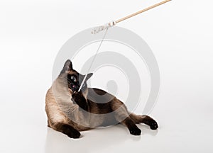 Siamese Cat Sitting on the white desk and looking up. Wooden Stick and Mouse as a Toy. White background